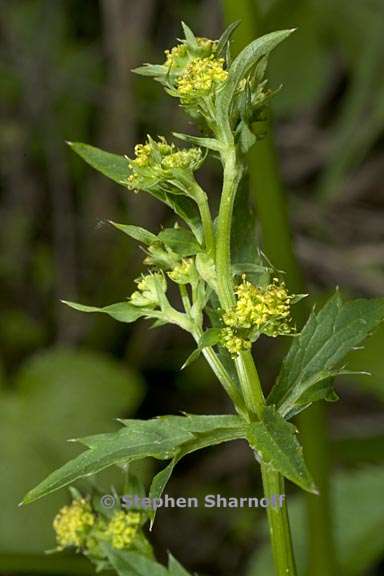 sanicula crassicaulis 4 graphic